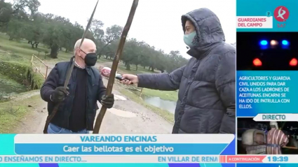 Bellotas en Salvaleón