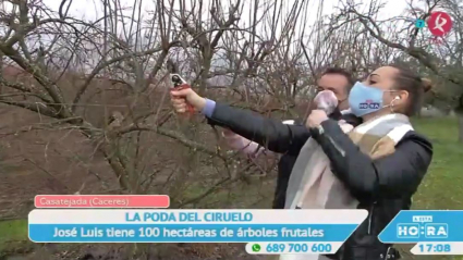 Podando ciruelas en Casatejada