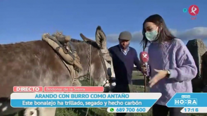 Burra web