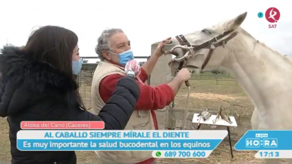 Dientes de los caballos