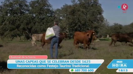 Las capeas de Bodonal de la Sierra