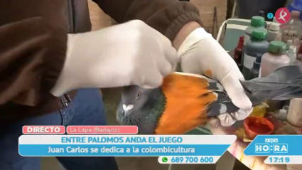 Colombicutura