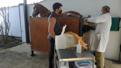 Inseminación equina