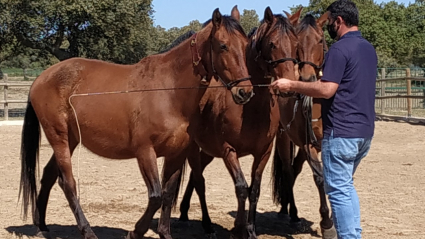 EXTREMADURA A CABALLO