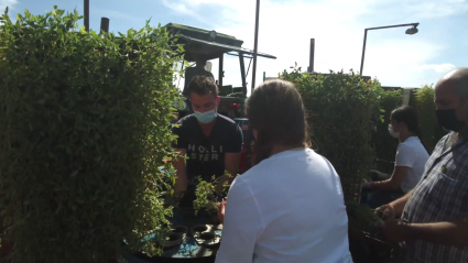 Aprendemos a plantar tomates