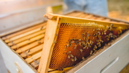 panal de abejas