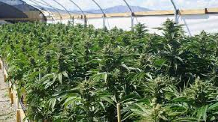 Marihuana