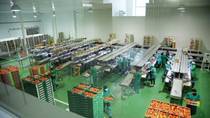 Centra de fruta de hueso