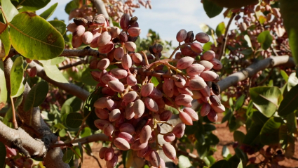 Pistachos