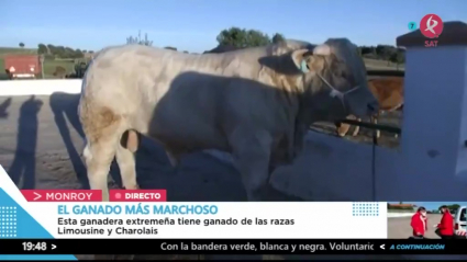 La vaca y el novillo