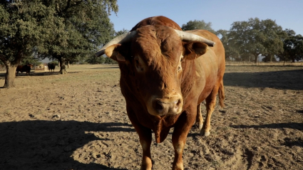 toro manso