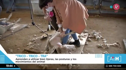 Encarni esquila a una oveja