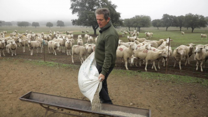 Valentín alimentando a su rebaño ovino