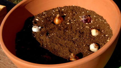 Los bulbos florales en invierno