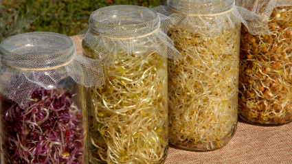 Los germinados en casa