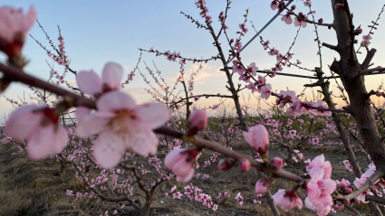 Los frutales en flor en Madrigalejo
