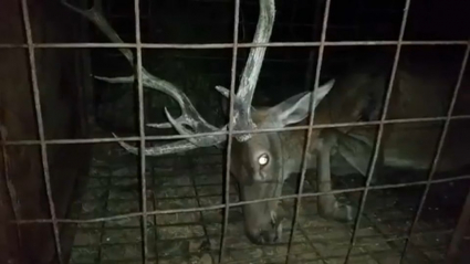 Venado capturado