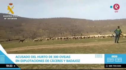 Robo de ovejas