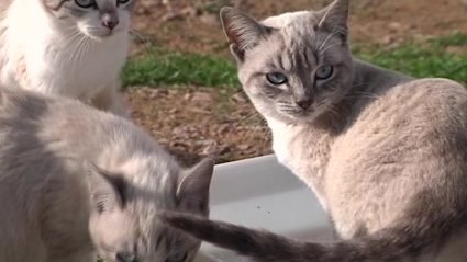 Animales en la calle