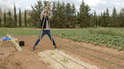 Trasplante del tomate