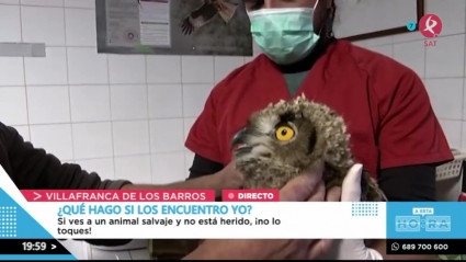 Los búhos