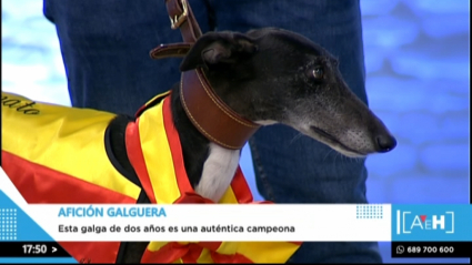 Bimba, campeona de España de galgo extremeño