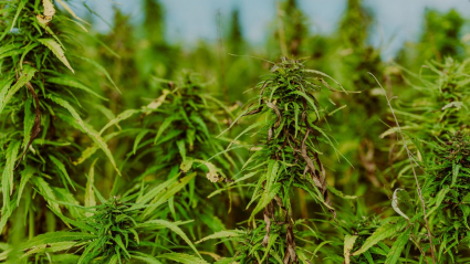 cannabis