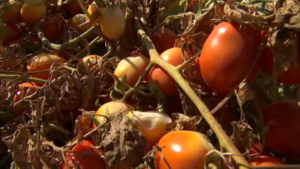 Tomate