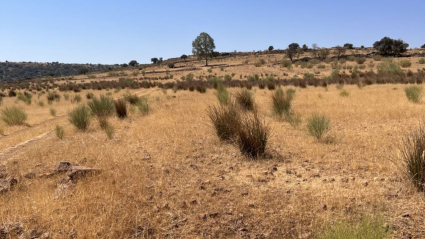 sequía en la Comarca del Matachel