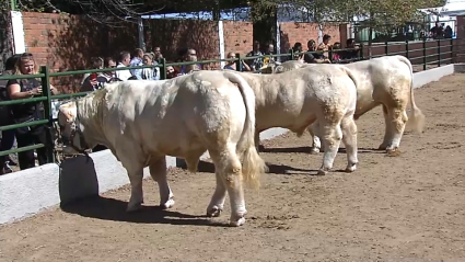 Feria de Zafra