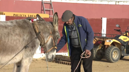 Burro en Villanueva del Fresno