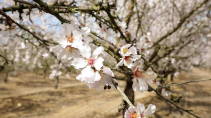 Almendro en flor