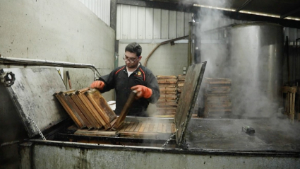 Trabajador desinfectando cuadros de colmenas