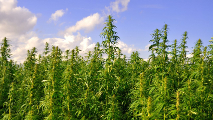 cannabis