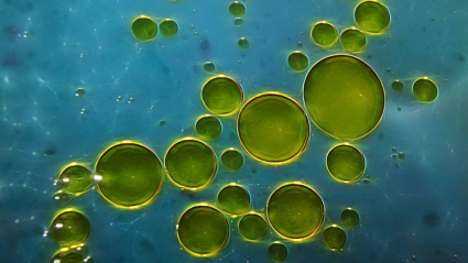 Agua y aceite