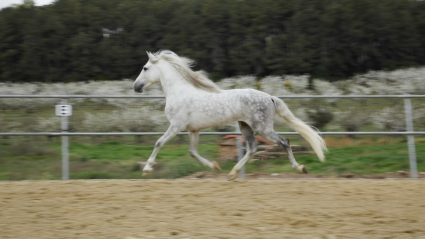 Caballo pura raza español al galope