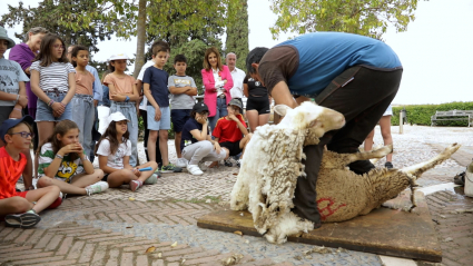 Escolares extremeños observan una esquila didáctica