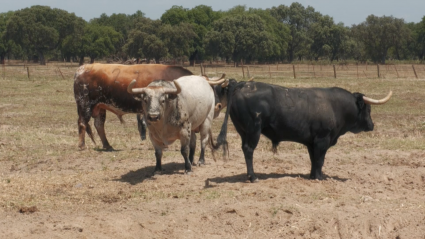 Peñajara Toros Cabeza de camada Torviscoso Peraleda de la Mata Tierra de Toros Canal Extremadura