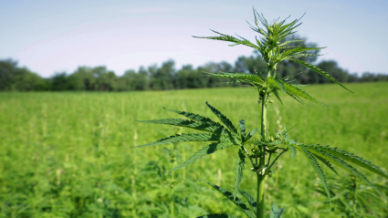 Plantas de cáñamo industrial en un campo de ensayo
