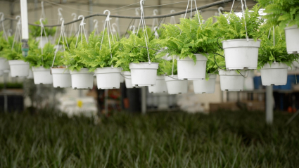 Plantas en el interior de un invernadero