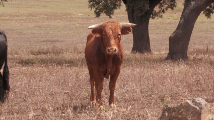 Novillo Eral Ganadería Píriz Dehesa Tierra de Toros canal Extremadura