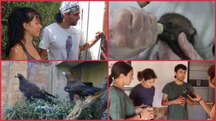 Voluntariado AMUS