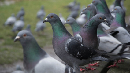 CONTROL DE PALOMAS
