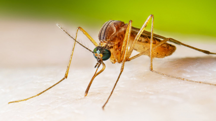 virus del nilo
