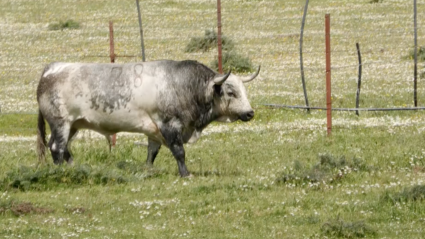 Toro Blanco, Toro Asesino, Tornado, Ganadería San Martín, Calzadilla, Juan Bazaga, Tierra de Toros, Canal Extremadura