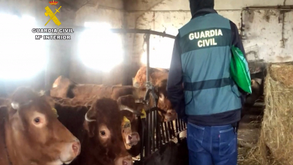 Investigación de la Guardia Civil sobre la Enfermedad Hemorrágica Epizoótica