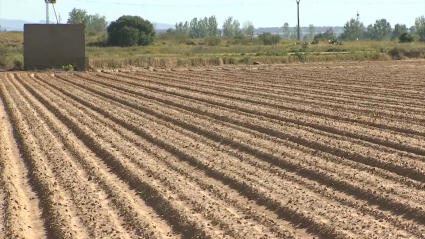 Campaña de tomate en Extremadura