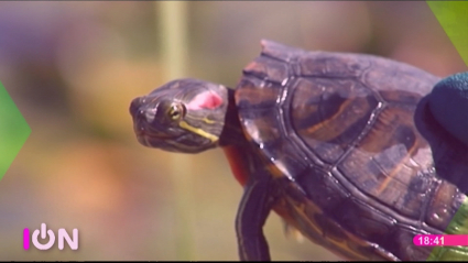 tortuga de florida