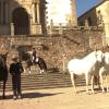 Caballos de Pura Raza Española en el centro de Cáceres