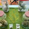 Droga incautada por la Guardia Civil